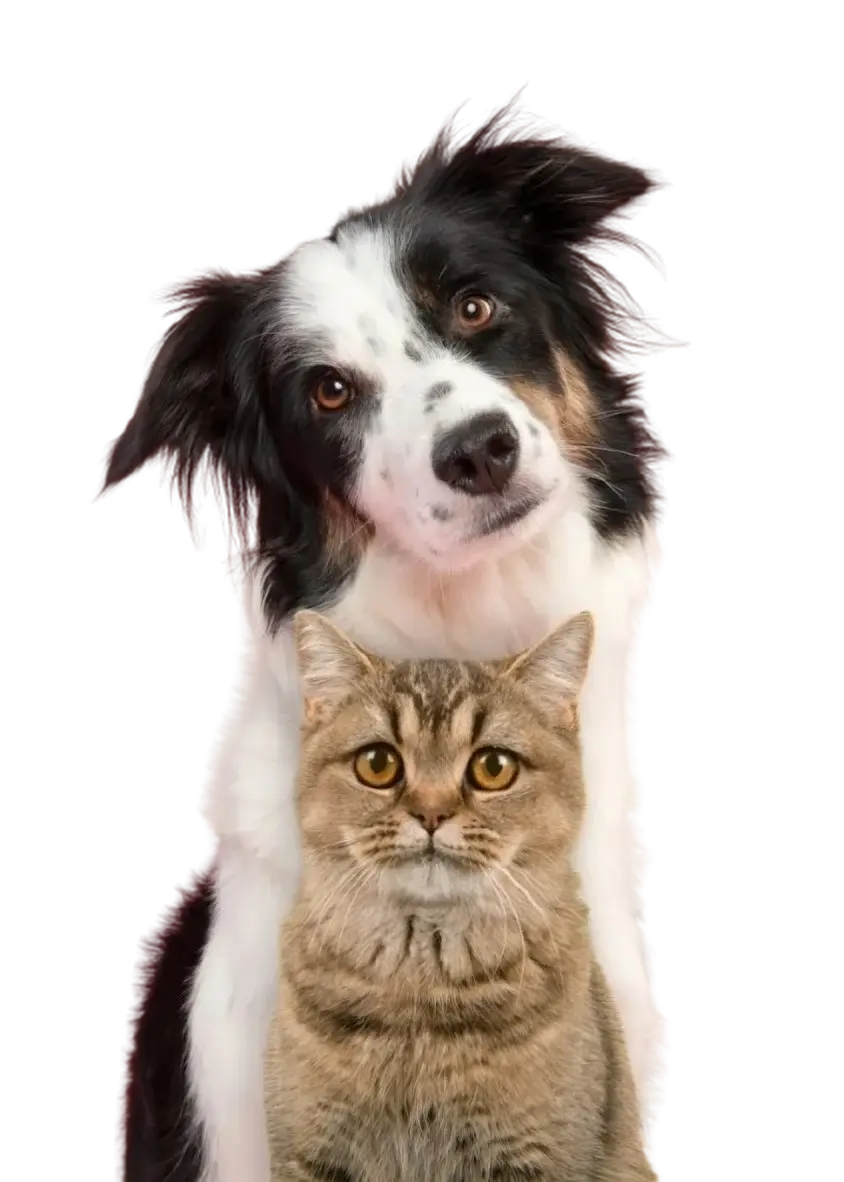 Cão e gato - Banner principal da clínica veterinária