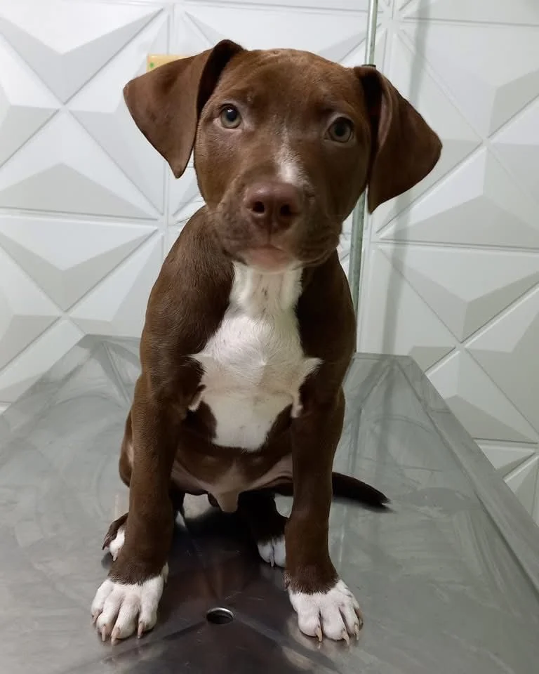 Cão pitbull sendo atendido na clínica