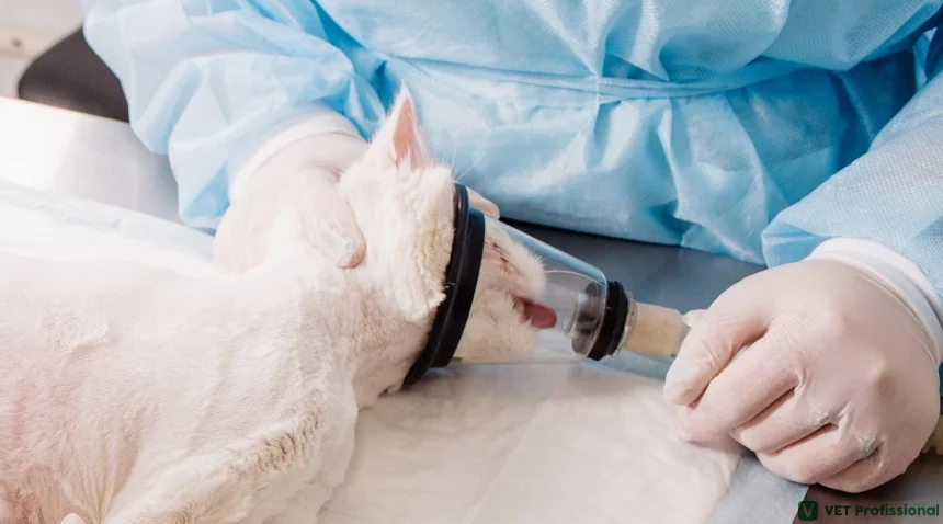 Castração inalatória de gatos e cachorros