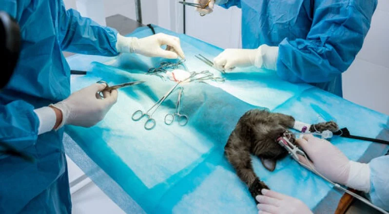 Cirurgias de tecidos moles em geral