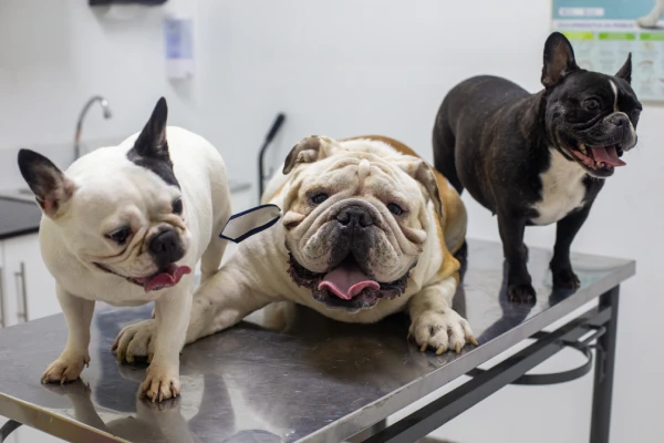 Consultas para animais domésticos