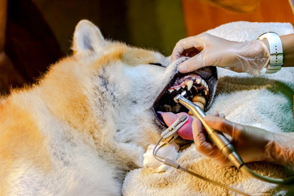 Limpeza de tártaro em cães e gatos
