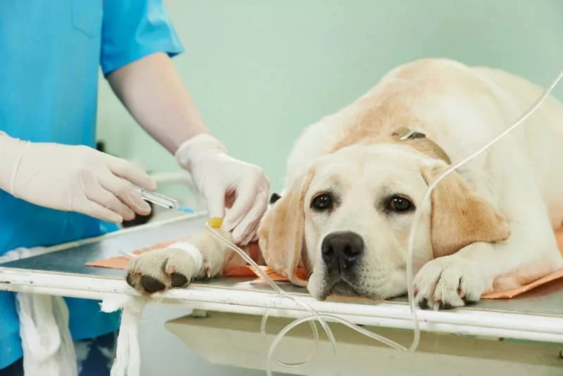 Quimioterapia veterinária para cães e gatos