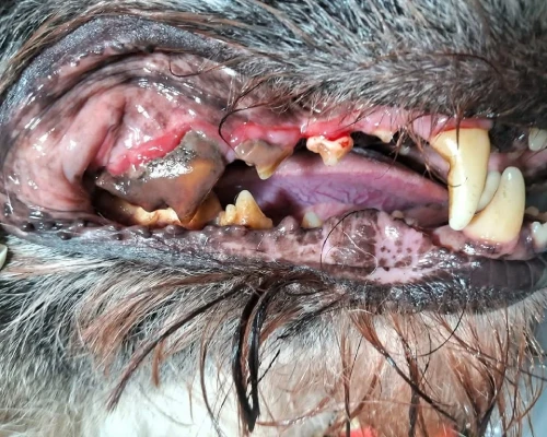 Antes da limpeza de tártaro