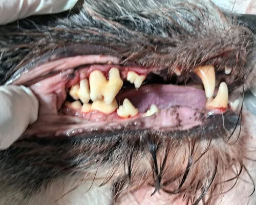 Depois da limpeza de tártaro