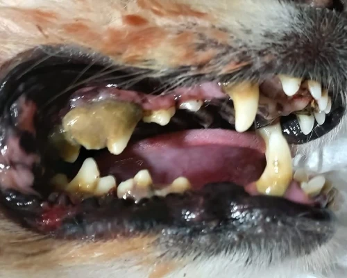 Antes da limpeza de tártaro